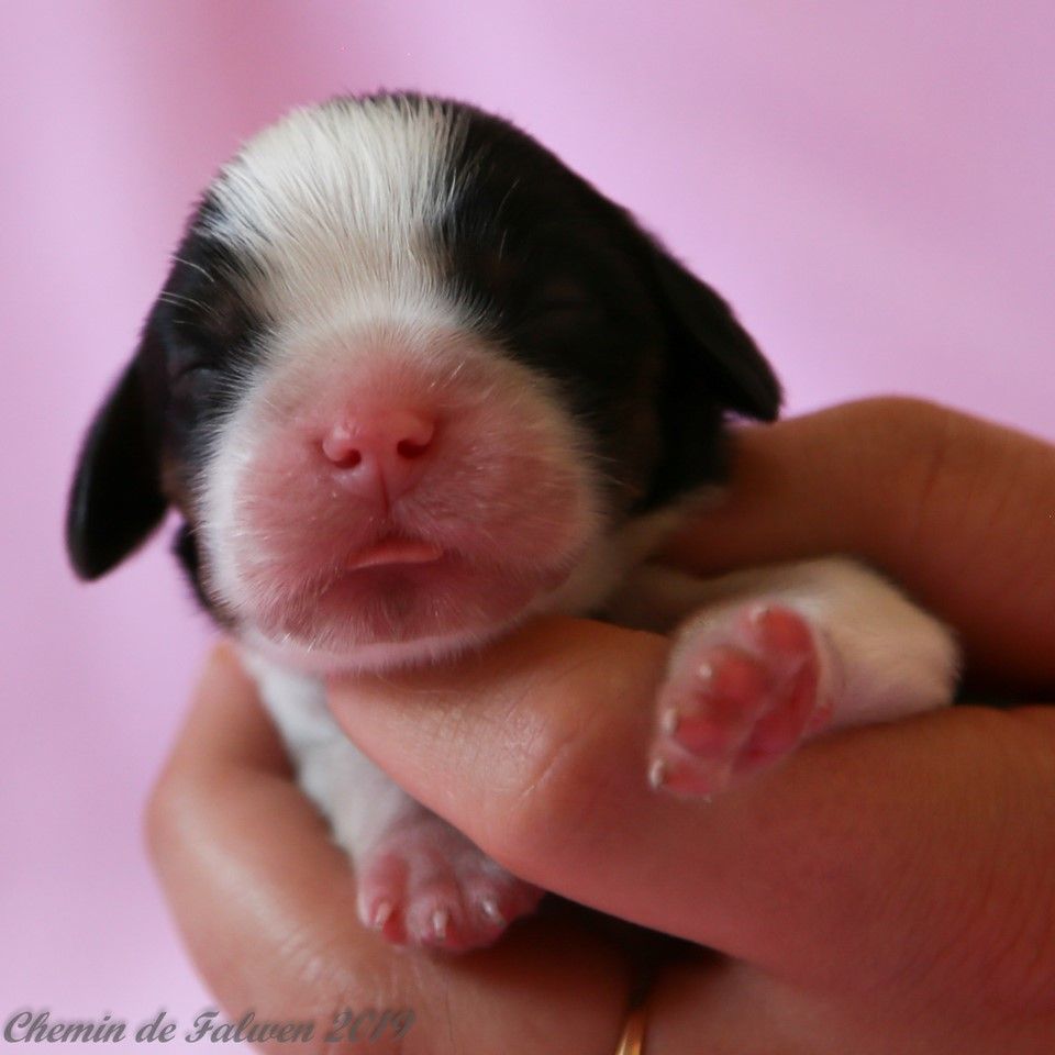 Les bébés sont nés ce 22 juin 2019