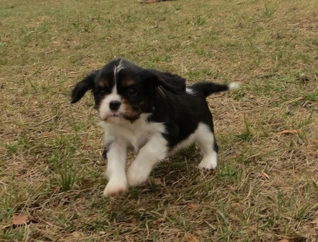 Le Chemin de Falwen - Cavalier King Charles Spaniel - Portée née le 31/10/2017