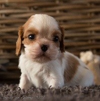 CHIOT
