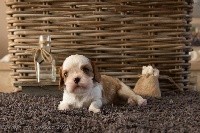 CHIOT