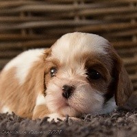 CHIOT