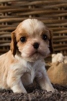 CHIOT