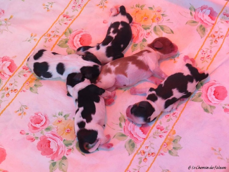 Le Chemin de Falwen - Cavalier King Charles Spaniel - Portée née le 06/07/2015