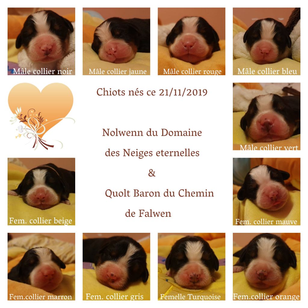 Le Chemin de Falwen - Bouvier Bernois - Portée née le 21/11/2019
