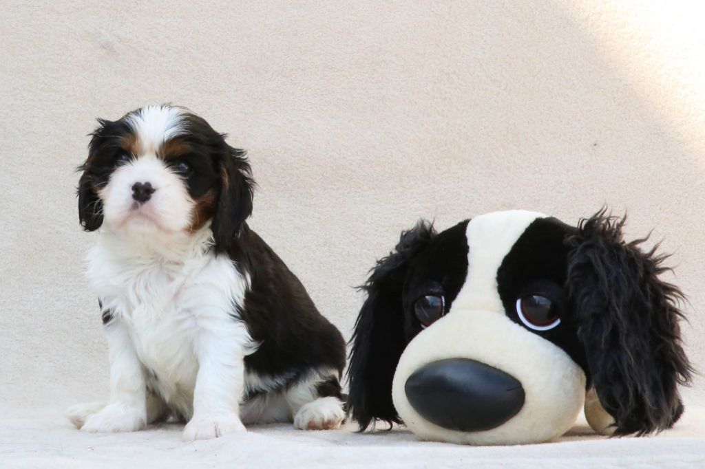 Le Chemin de Falwen - Cavalier King Charles Spaniel - Portée née le 22/06/2019